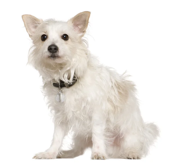 ウェストハイランド テリア パピリオン犬、5 歳で、白い背景の前に座っていると混合 — ストック写真