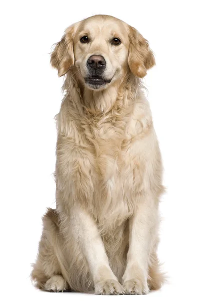 ラブラドル ・ レトリーバー犬、2 年半古い、白い背景の前に座っています。 — ストック写真
