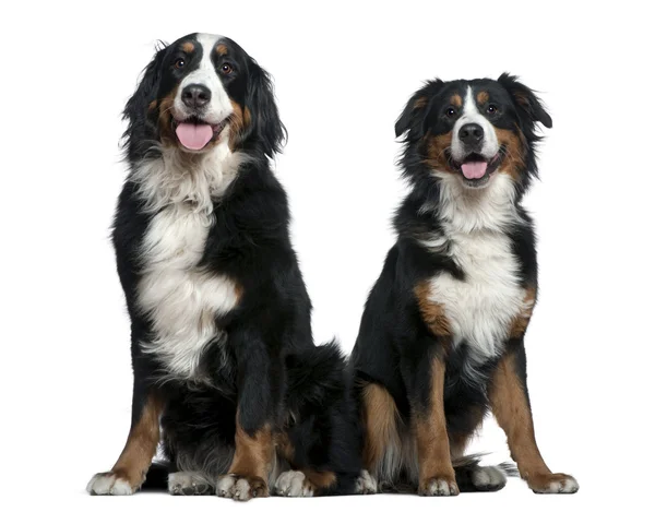 Two Bernese mountain dogs, 14 months and 6 years old, sitting in front of white background — Stock Photo, Image