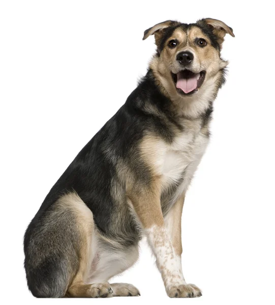 Mixed Australian shepherd dog, 8 months old, sitting in front of white background — Stock Photo, Image