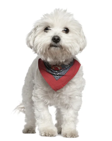 Maltese dog in handkerchief, 3 years old, standing in front of white background — Stock Photo, Image