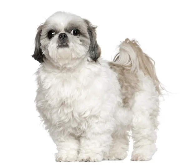 Shih Tzu, 5 years old, standing in front of white background — Stock Photo, Image