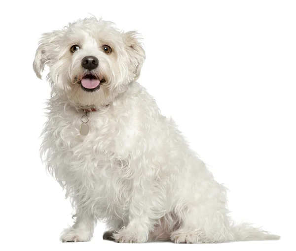 Smíšené maltském pes, 4 roky starý, sedící před bílým pozadím — Stock fotografie