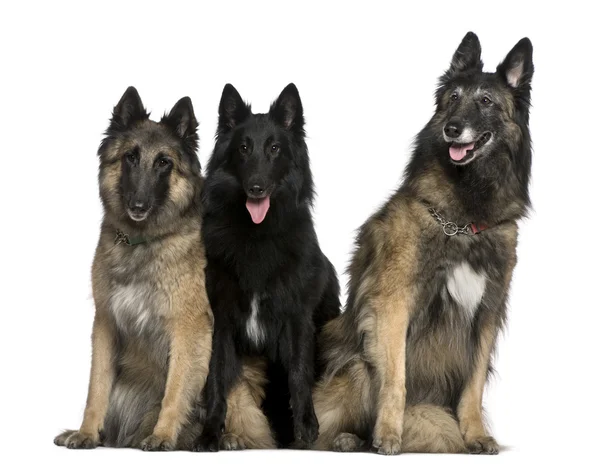 Dos perros pastor belgas, Tervuren, y un perro pastor belga, Groenendael, 7 años, 2 años y 4 años, sentados frente al fondo blanco — Foto de Stock