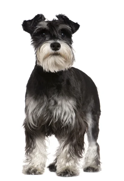 Miniature Schnauzer, 10 months old, standing in front of white background — Stock Photo, Image