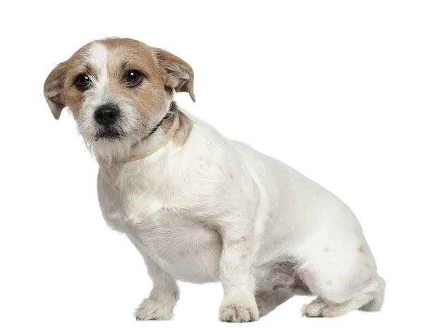 Jack Russell Terrier, eineinhalb Jahre alt, sitzt vor weißem Hintergrund — Stockfoto