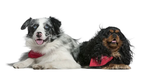Border collie and Cavalier King Charles Spaniel, 11 months old and 4 years old, lying in front of white background — Stock Photo, Image