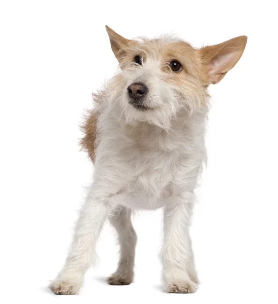 Jack Russell Terrier, 1 año y medio, de pie frente al fondo blanco —  Fotos de Stock