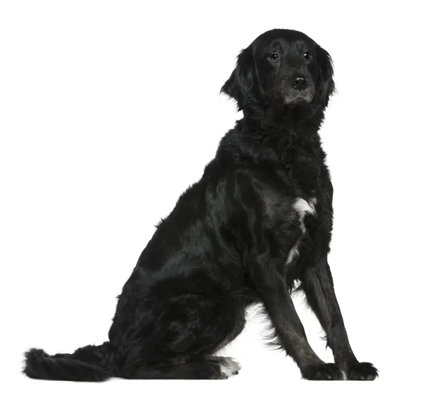 Labrador mezclado con un perro de montaña bernés, de 6 años, sentado frente al fondo blanco —  Fotos de Stock