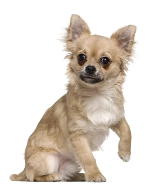 Chihuahua, 6 miesięcy, siedząc z przodu białe tło — Zdjęcie stockowe