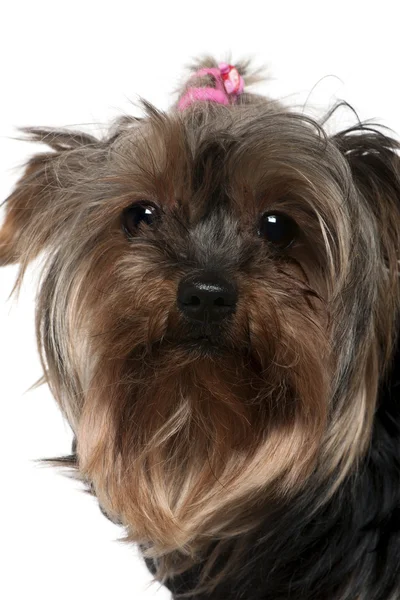 Close-up of Yorkshire Terrier, 8 years old, in front of white background — Stock Photo, Image