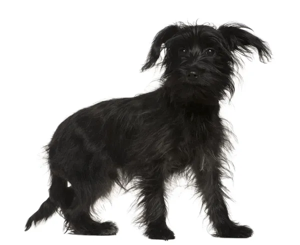 Shih-Tzu mixed with a Yorkshire Terrier, 5 months old, standing in front of white background — Stock Photo, Image