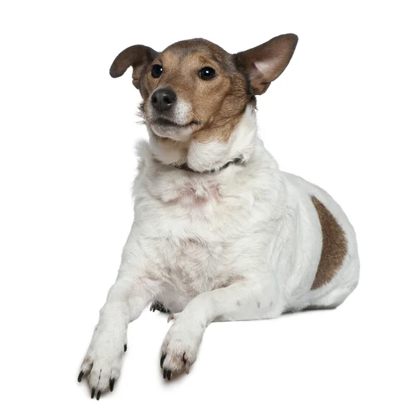 Jack Russell Terrier, 9 años, acostado frente al fondo blanco — Foto de Stock