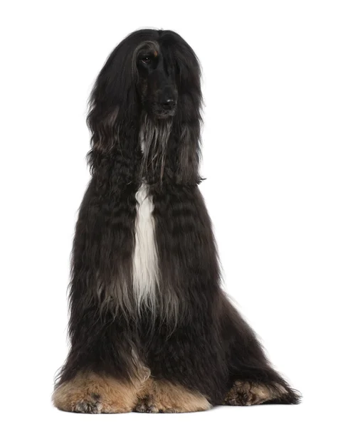 Afghan Hound, 4 years old, sitting in front of white background — Stock Photo, Image