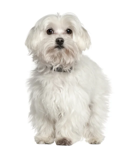 Maltese hond, 11 jaar oud, staande voor de witte achtergrond — Stockfoto