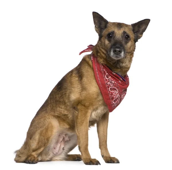 Mixed-breed dog wearing handkerchief, 14 years old, sitting in front of white background — Stock Photo, Image