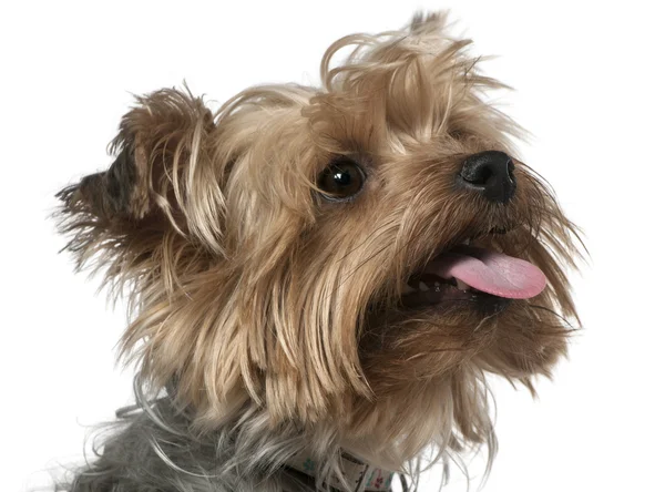 Close-up of Yorkshire Terrier, 1 and a half years old, in front of white background — Stock Photo, Image