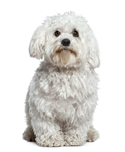 Мальтійська собака, 1 з половиною років, сидячи перед білим тлом — стокове фото
