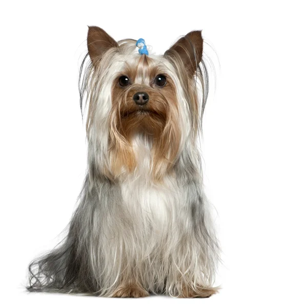 Yorkshire terrier, 1 and a half years old, sitting in front of white background — Stock Photo, Image