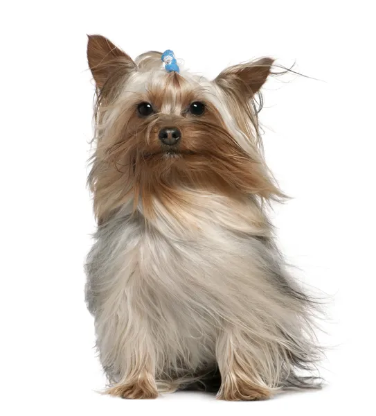 约克夏犬用头发在风中，1 和一岁半，坐在白色背景前 — 图库照片