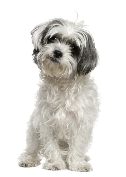 Malta köpeği bir shih beyaz arka plan oturan tzu, 3 yaşında, karışık — Stok fotoğraf