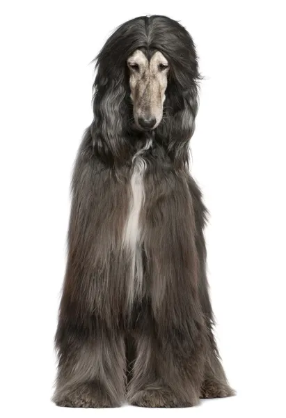 Afghan hound, 7 years old, in front of white background — Stock Photo, Image