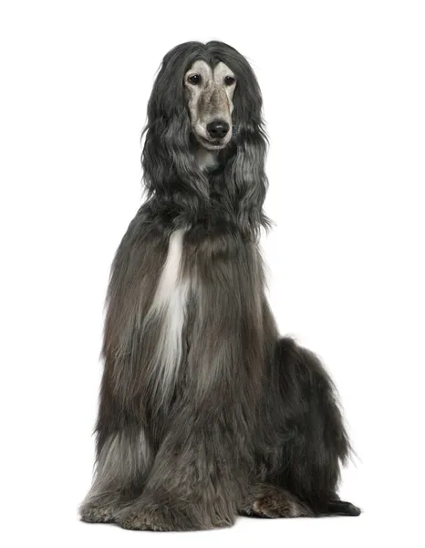 Afghan hound, 7 years old, sitting in front of white background — Stock Photo, Image
