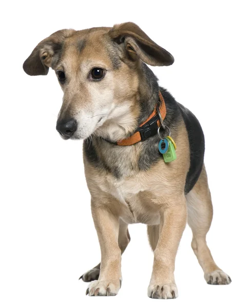Mixed-breed dog, 7 years old, standing in front of white background — Stock Photo, Image