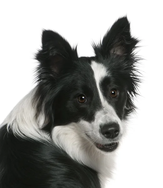 Border Collie, 16 months old, sitting in front of white background — Stock Photo, Image