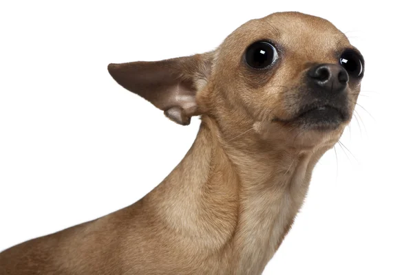 Chihuahua, 3 anos, na frente do fundo branco — Fotografia de Stock