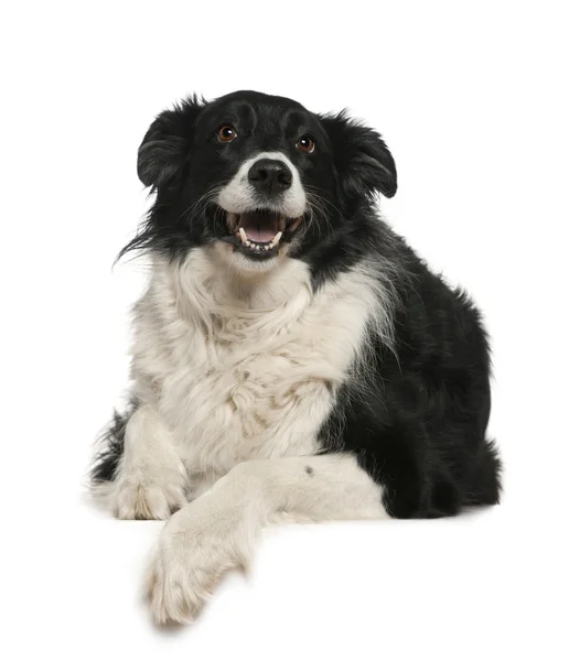 Border Collie, 9 years old, lying in front of white background — Stock Photo, Image