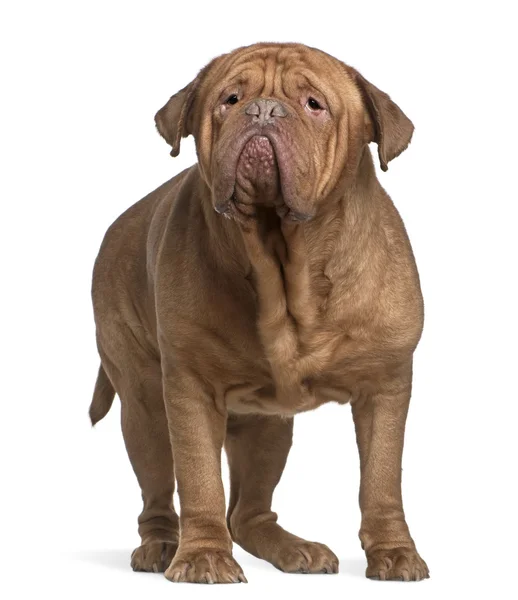 Dogue de Bordeaux, 4 years old, standing in front of white background — Stock Photo, Image