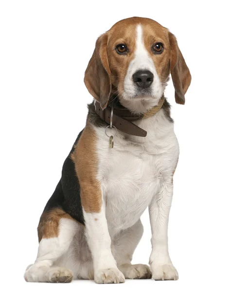 Beagle, 5 let, sedí v přední části bílé pozadí — Stock fotografie