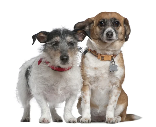 Jack Russell Terrier e Cane di razza mista, 7 anni e 8 anni, davanti allo sfondo bianco — Foto Stock