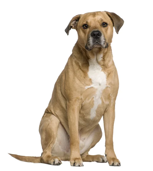 Mixed American Staffordshire Terrier, 6 years old, sitting in front of white background — Stock Photo, Image