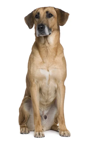 Mixed American Staffordshire Terrier, 6 años, sentado frente al fondo blanco —  Fotos de Stock