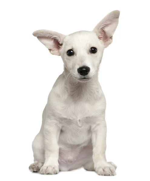 Smíšené plemeno štěně, 3 měsíce starý, sedí v přední části bílé pozadí — Stock fotografie