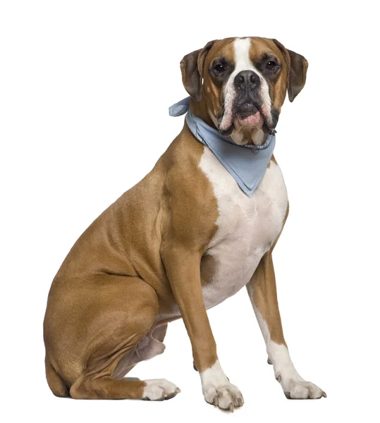 Boxer wearing handkerchief, 2 years old, sitting in front of white background — Stock Photo, Image