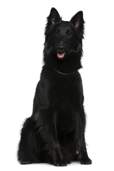 Belgian Shepherd dog, Groenendael, 21 month old, sitting in front of white background — стоковое фото