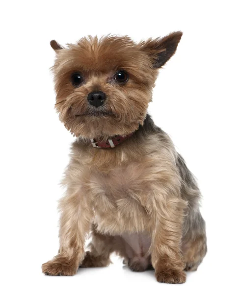 Yorkshire Terrier, 8 years old, sitting in front of white background — Stock Photo, Image