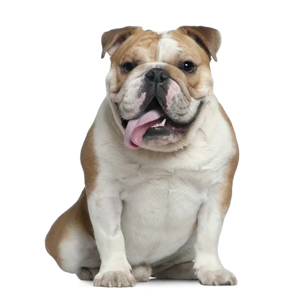 English bulldog, 11 months old, lying in front of white background — Stock Photo, Image