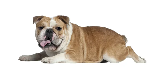 Bulldog inglese, 11 mesi, sdraiato davanti a uno sfondo bianco — Foto Stock