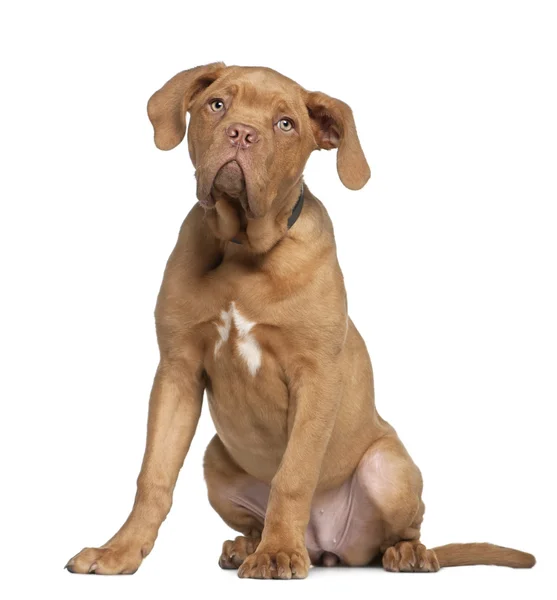 Dogue de bordeaux štěně, 5 měsíců starý, sedí v přední části bílé pozadí — Stock fotografie