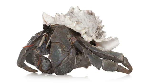 Hermit crab against white background — Stock Photo, Image
