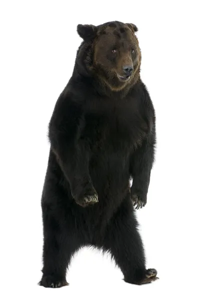Sibiřský medvěd hnědý, 12 let, před bílým pozadím — Stock fotografie