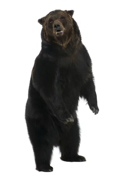 西伯利亚棕色的熊，12 岁，躺在白色的背景 — 图库照片