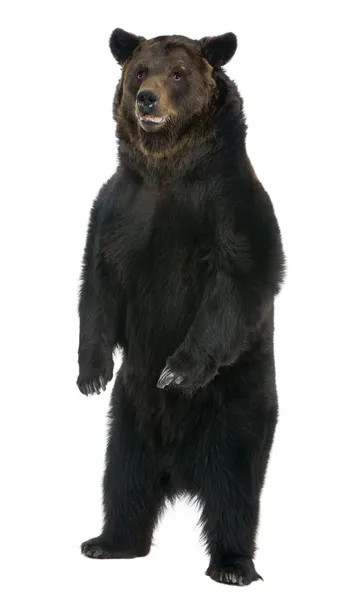 Sibirischer Braunbär, 12 Jahre alt, vor weißem Hintergrund liegend — Stockfoto