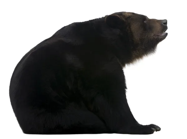 Женщина-сибирский медведь, 12 лет, на белом фоне — стоковое фото