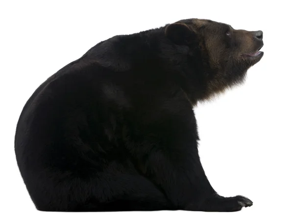 Oso siberiano hembra, 12 años, delante de fondo blanco —  Fotos de Stock