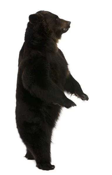 Sibirisk brunbjörn, 12 år, liggande framför vit bakgrund — Stockfoto